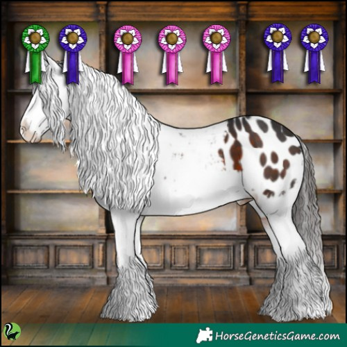 Horse Color:Brown Appaloosa 