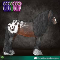 Horse Color:Brown Appaloosa 