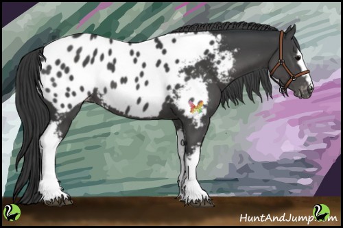 Horse Color:White Spotted Black Appaloosa 
