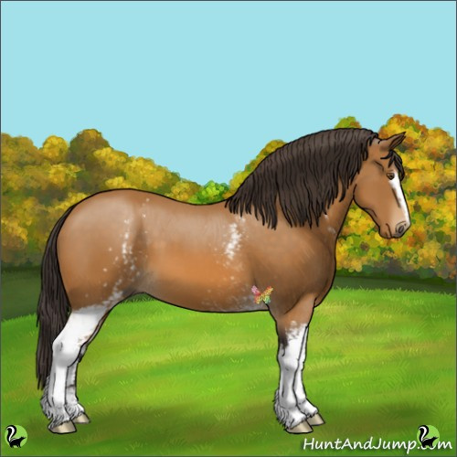 Horse Color:White Spotted Buckskin