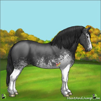 Horse Color:White Spotted Black