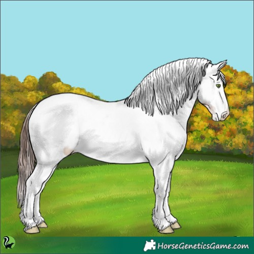 Horse Color:White Spotted Sable Champagne Appaloosa