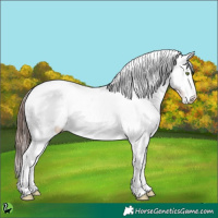 Horse Color:White Spotted Sable Champagne Appaloosa
