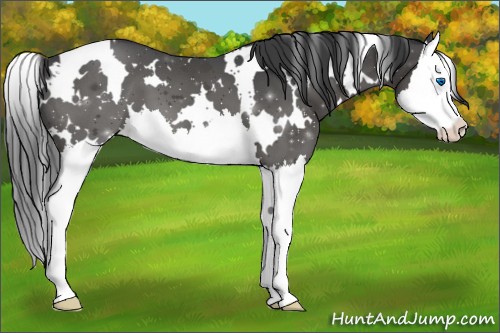 Horse Color:White Spotted Black Splash Varnish