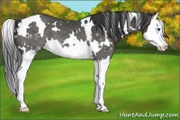 Horse Color:White Spotted Black Splash Varnish