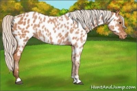 Horse Color:Silver Bay Near Leopard