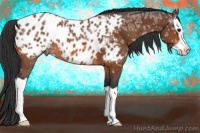 Horse Color:Bay Ice Splash Appaloosa