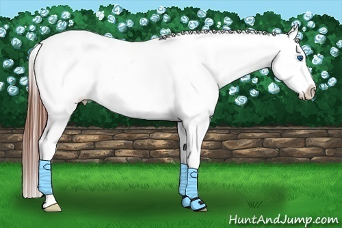 Horse Color:Brown Splash Appaloosa 