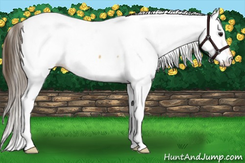 Horse Color:Buckskin Appaloosa 