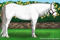 Horse Color:Buckskin Appaloosa