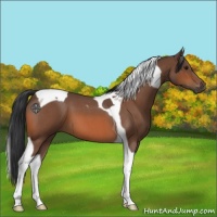 Horse Color:Bay Roan Tobiano
