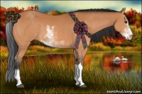 Horse Color:Bay Sabino 