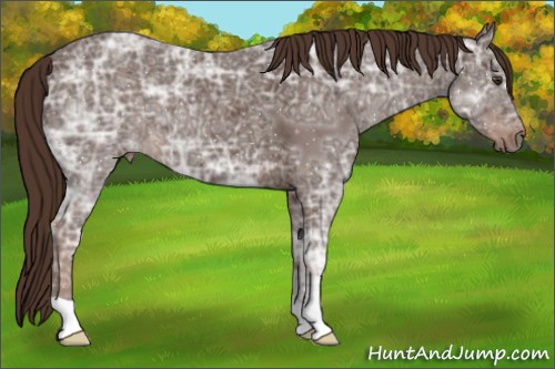 Horse Color:Liver Chestnut Ice 
