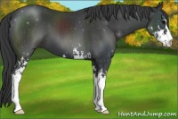 Horse Color:Black Sabino 