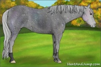 Horse Color:ERROR: UNKNOWN ANOMALY