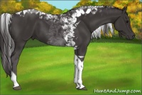 Horse Color:Smoky Black Tobiano 