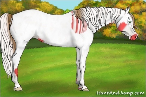 Horse Color:Amber Cream Champagne Near Leopard  and Perlino Near Leopard 