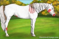 Horse Color:Amber Cream Champagne Near Leopard  and Perlino Near Leopard 