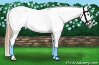 Horse Color:Chestnut Appaloosa 