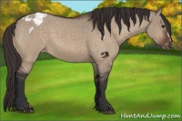 Horse Color:Brown Dun Appaloosa 