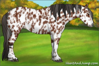 Horse Color:Gray Bay Sabino Appaloosa Rabicano  and Gray Bay Sabino Appaloosa Rabicano 