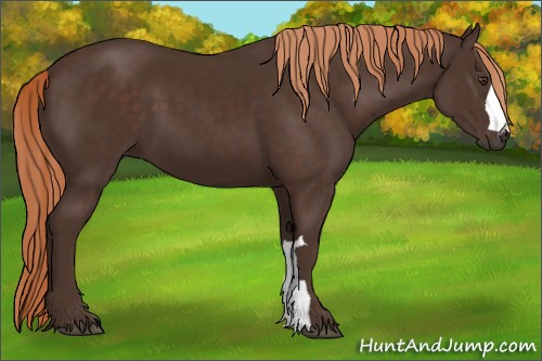 Horse Color:Liver Chestnut 