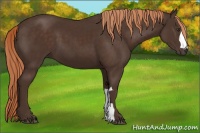 Horse Color:Liver Chestnut 