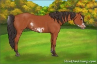 Horse Color:Bay Sabino Rabicano  and Bay Sabino Frame Rabicano 