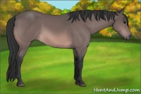 Horse Color:Platinum Bay 