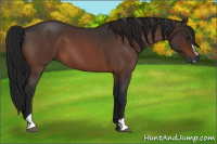 Horse Color:Gray Bay Roan Sabino 