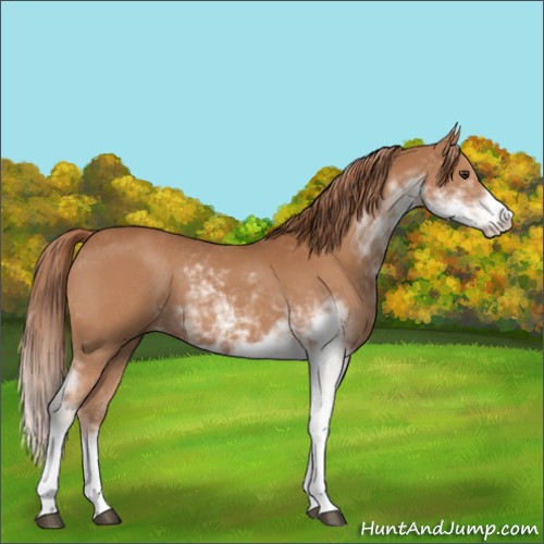 Horse Color:Chestnut Sabino 