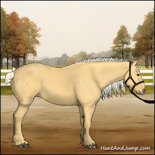 Horse Color:Palomino 
