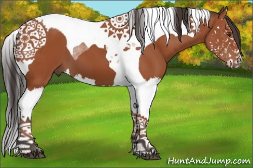 Horse Color:Bay Splash Tobiano