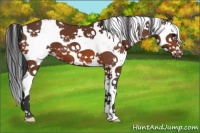 Horse Color:Bay Sabino Appaloosa 