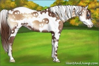 Horse Color:Red Onyx Sabino Splash 