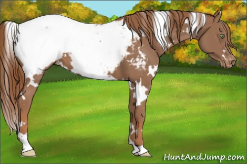 Horse Color:White Spotted Chestnut Snowcap