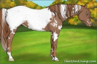 Horse Color:White Spotted Chestnut Snowcap