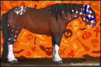 Horse Color:Brown Appaloosa 