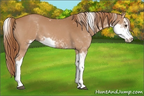 Horse Color:Chestnut Sabino 