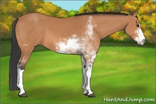 Horse Color:Bay Sabino