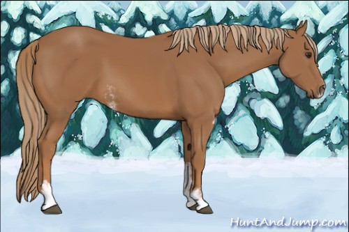 Horse Color:Chestnut Sabino