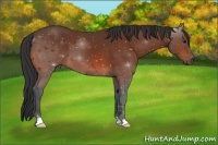 Horse Color:Brown 