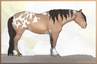 Horse Color:Amber Champagne Tobiano Appaloosa  and Amber Champagne Sabino Tobiano 