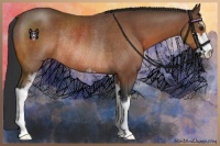 Horse Color:Brown Sabino Rabicano 