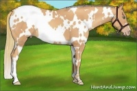 Horse Color:White Spotted Gold Champagne
