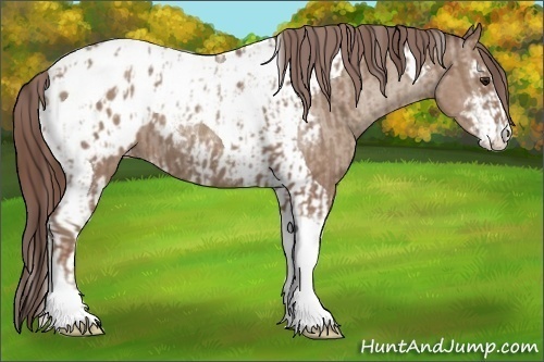 Horse Color:Classic Champagne Sabino Tobiano Appaloosa  and Classic Champagne Sabino Tobiano Appaloosa 