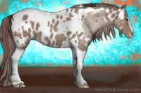 Horse Color:Classic Champagne Sabino Tobiano Appaloosa and Classic Champagne Sabino Tobiano Appaloosa