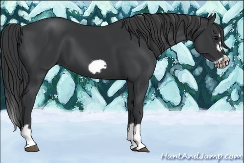 Horse Color:Black Splash Frame 