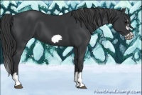 Horse Color:Black Splash Frame 