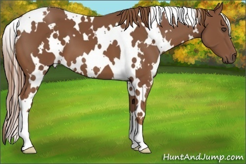 Horse Color:White Spotted Chestnut 